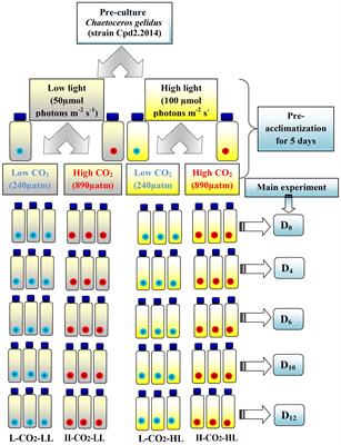 A story of resilience: Arctic diatom Chaetoceros gelidus exhibited high physiological plasticity to changing CO2 and light levels